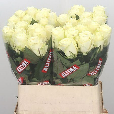 Роза Альбатрос 80 см Кения