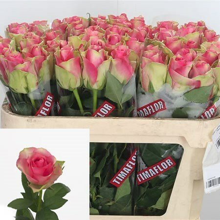Роза Белавью 70 см Кения