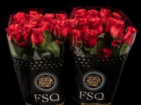 Роза Бромо Голландия 60 см (пачка 10 шт)