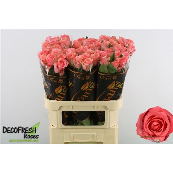 Роза Джазберри 60 см Кения (10 шт пачка)
