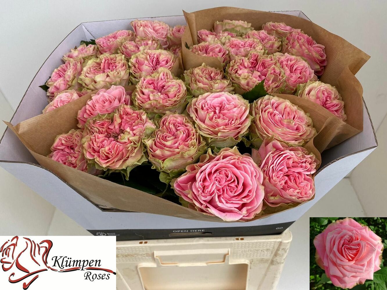 Роза Кантри Герл 60см Голландия