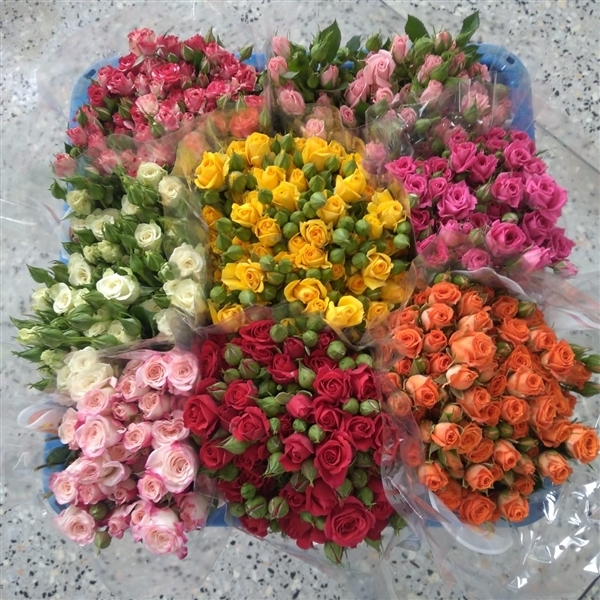 Роза кустовая 40 см микс Кения (пачка 10 веток)