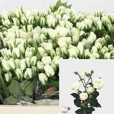 Роза кустовая Вивьен 60 см Голландия