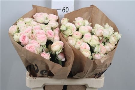 Роза кустовая Грандмас Гарден Кэти 50 см Голландия (пачка 10 веток)