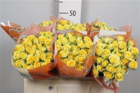 Роза кустовая Дайлайт 50 см Голландия