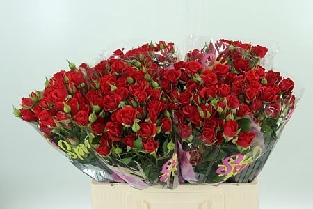 Роза кустовая Мирабель Кения 50 см