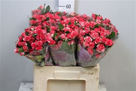 Роза кустовая ФаерВоркс 50 см Кения