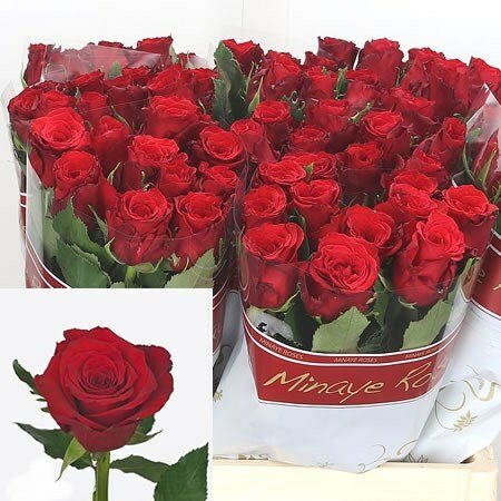 Роза Ред Тач 50 см Кения (пачка 10 шт)