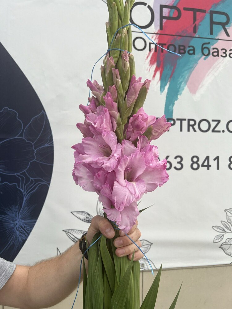 Гладиолус розовый высота 130 см Украина (пачка 6 шт)