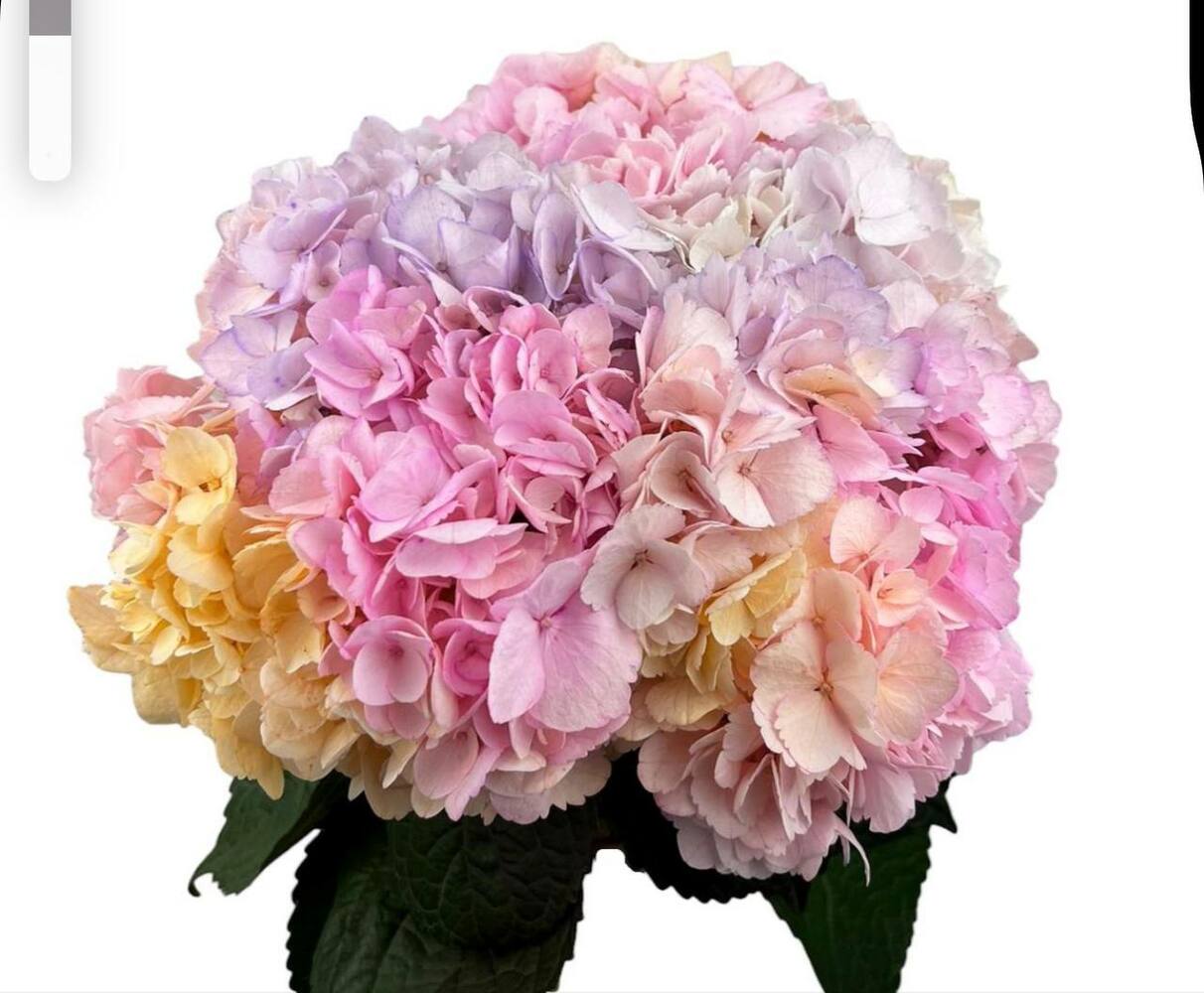 Гортензия Rainbol Jumbo Farm Direct шапка 25см Колумбия