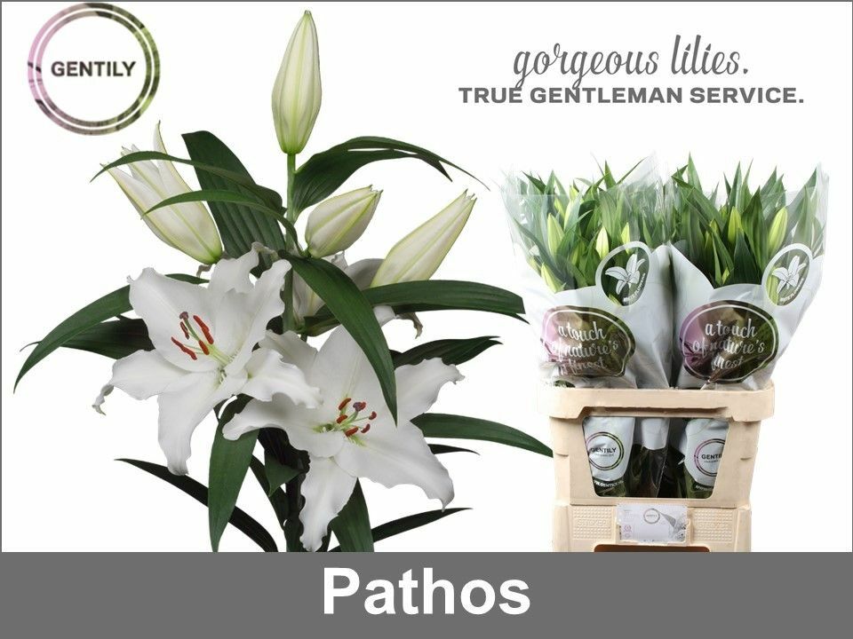 Лилия Pathos 100см гол