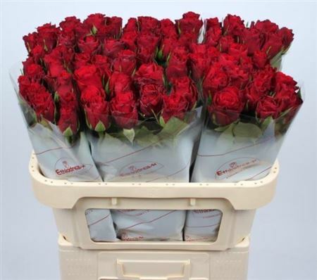 Роза Аппер класс 50 см Кения