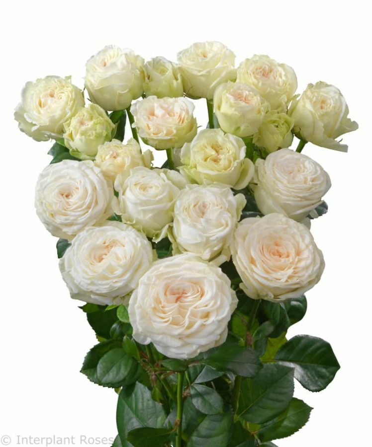 Роза кустовая Саммер Роз 60 см Кения (пачка 10 веток)