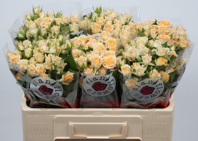 Роза кустовая Тринити 70 см (пачка 10 шт)