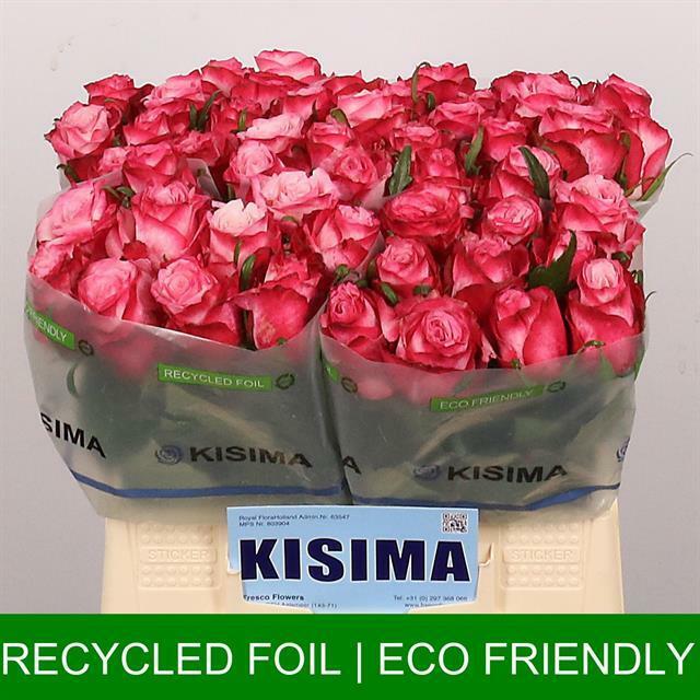 Роза Но Лимит Кения 50 см (пачка 10 штук)