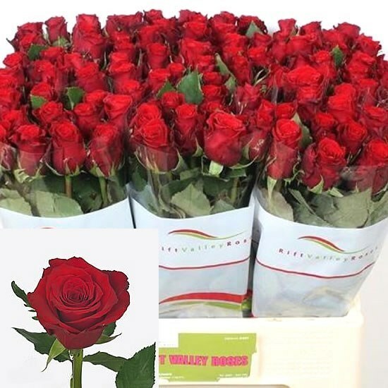 Роза Ред Тач 60 см Кения (пачка 10 шт)