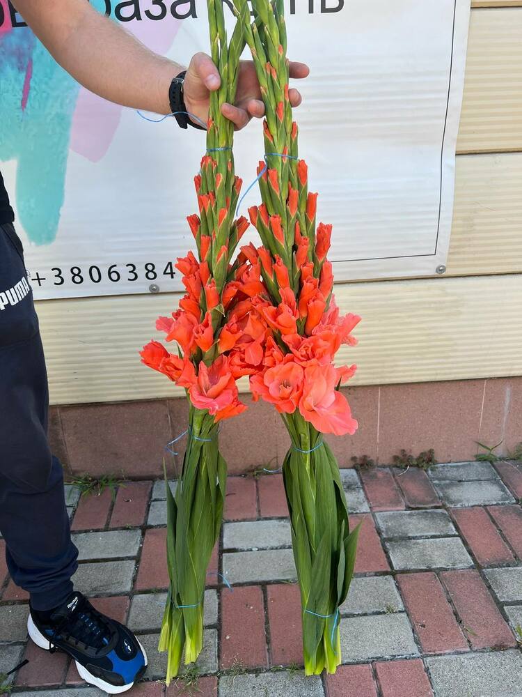 Гладиолус кораловый 130 см Украина (пачка 6 шт)